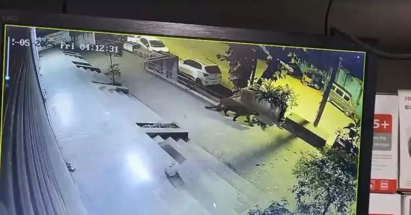 Leopard Spotted in Pune's Pashan-Sutarwadi Societies, Forest Dept Deploys Camera Traps