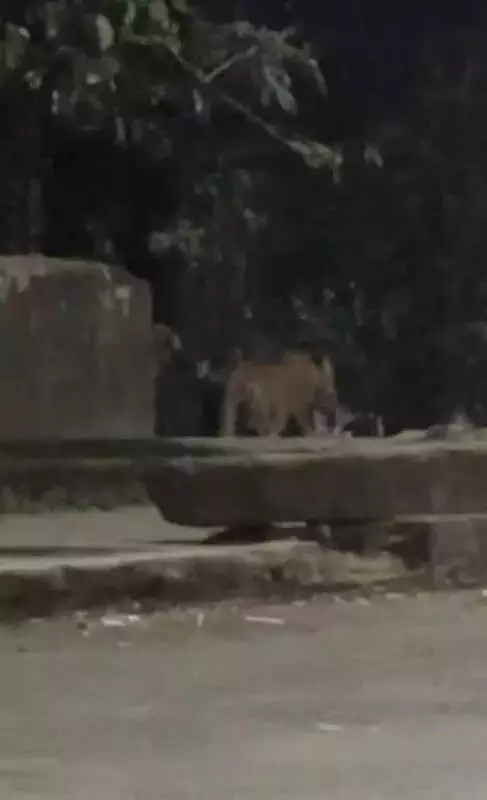 Leopard Spotted Near NDA-Pashan Road in Pune, Forest Officials Confirm