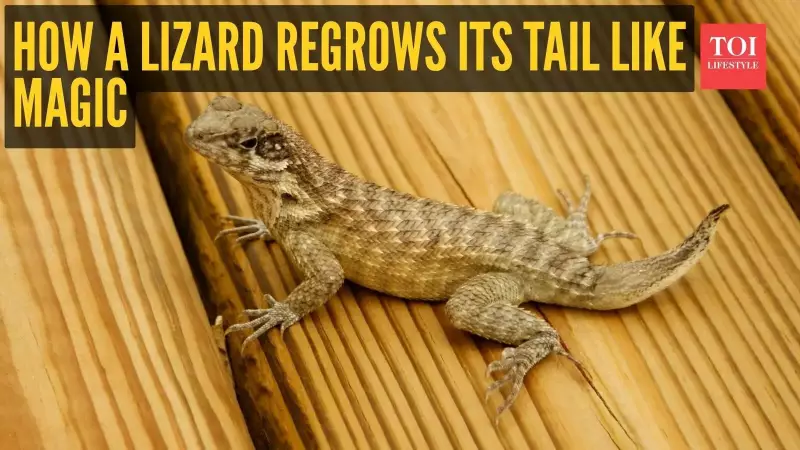 Lizard's Tail Regeneration: The Survival Secret of India's Common Reptiles