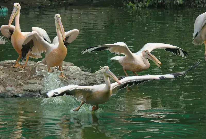 Lucknow Zoo Transforms with ₹1.91 Crore Renovation, Adds Play Zone & Eco-Friendly Features