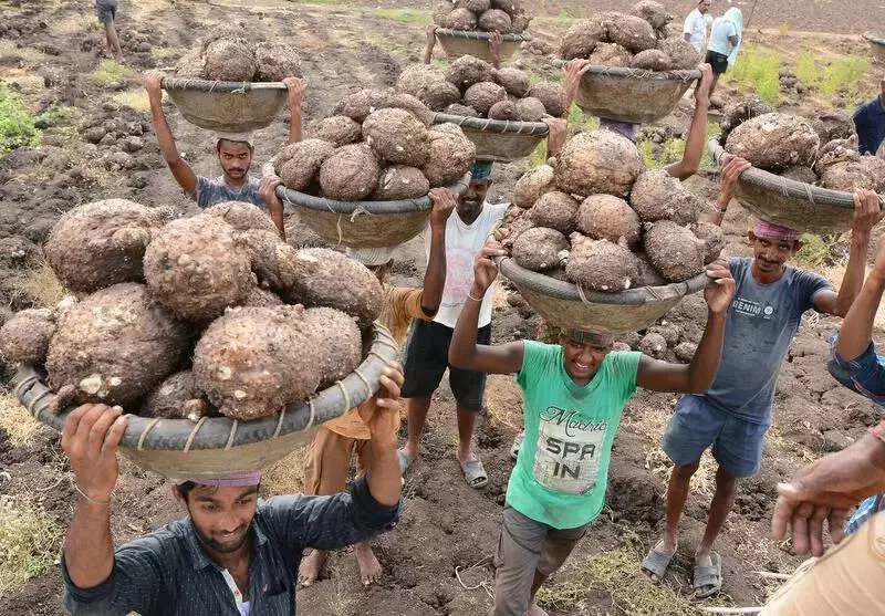 Ludhiana Wheat Area Drops 4000 Hectares in 4 Years as Farmers Shift to Cash Crops