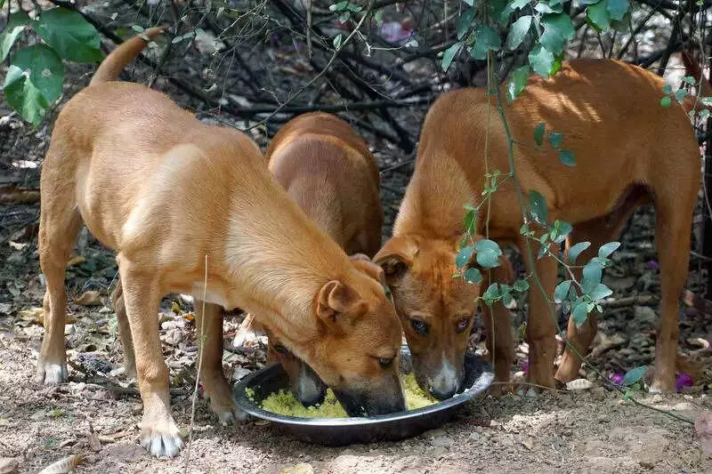 MCD Clears Rs 13.5 Crore Dues for Delhi Stray Dog Sterilisation NGOs