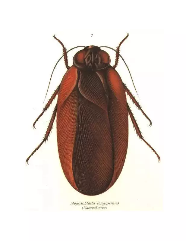 Megaloblatta: Meet the World's Largest Winged Cockroach with 20 cm Wingspan