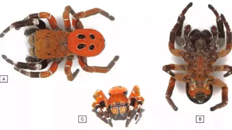 Morocco's Red-Headed Spider Discovery Stuns Scientists