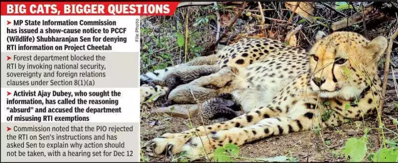 MP Info Commission Issues Show-Cause to Top Forest Officer Over Cheetah Project RTI Denial