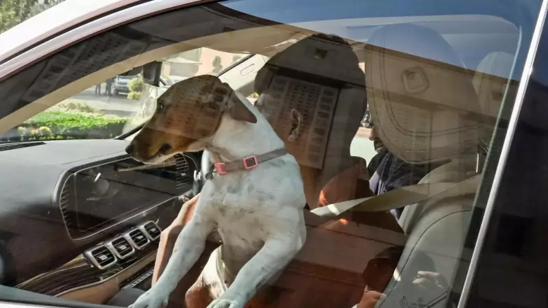 MP Renuka Chowdhury Brings Rescued Stray Dog to Parliament, Sparks Row