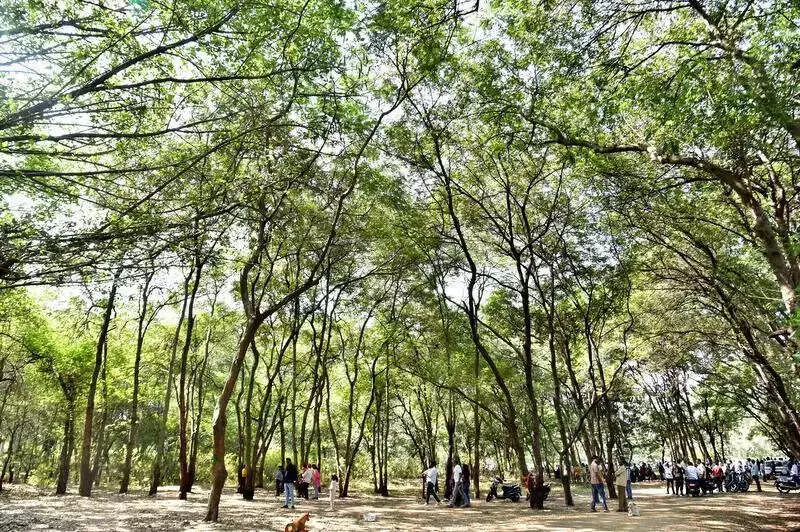 MPs Fight to Save 1,700 Trees in Nashik's Tapovan for Kumbh 2027