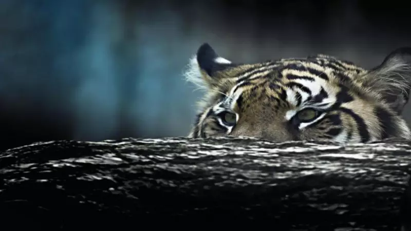 My Ranthambore Escape: A Travel Writer's 2-Day Wildlife Break