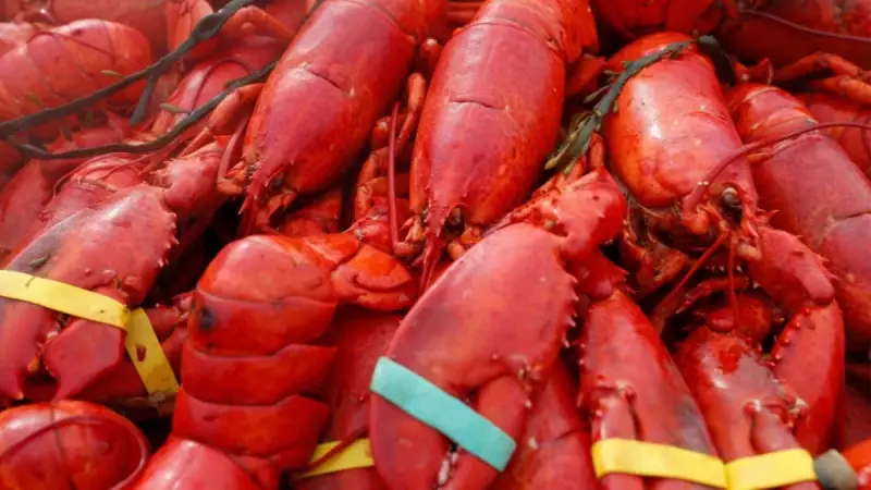 Mystery in Maine: $400K Lobster, Oysters, Crabs Vanish