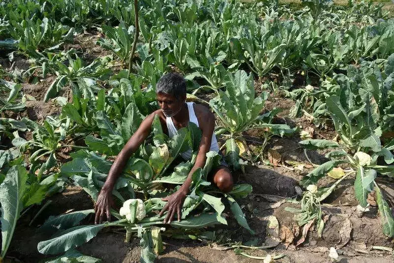 Mysuru Cold Wave Damages Rabi Crops, Livestock; Farmers Seek Help