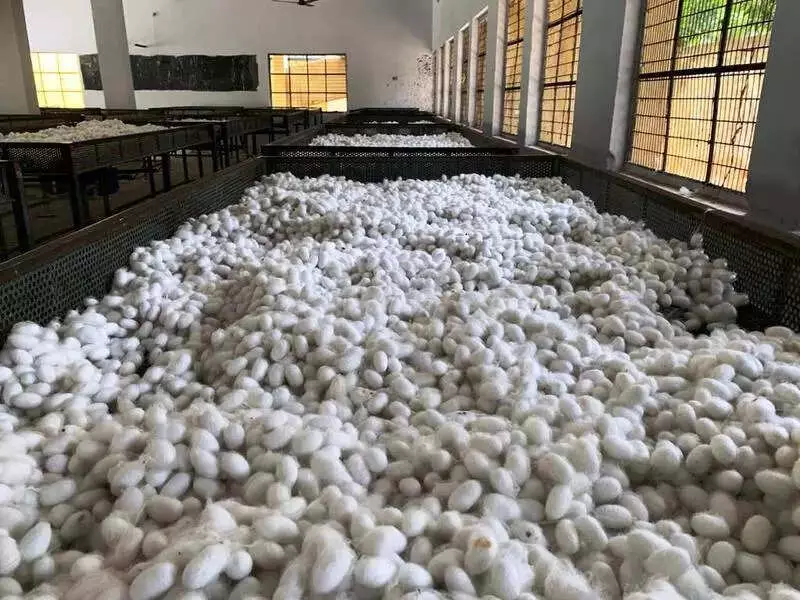 Mysuru Sericulture Event: Focus on Tech & Subsidies to Boost Cocoon Quality