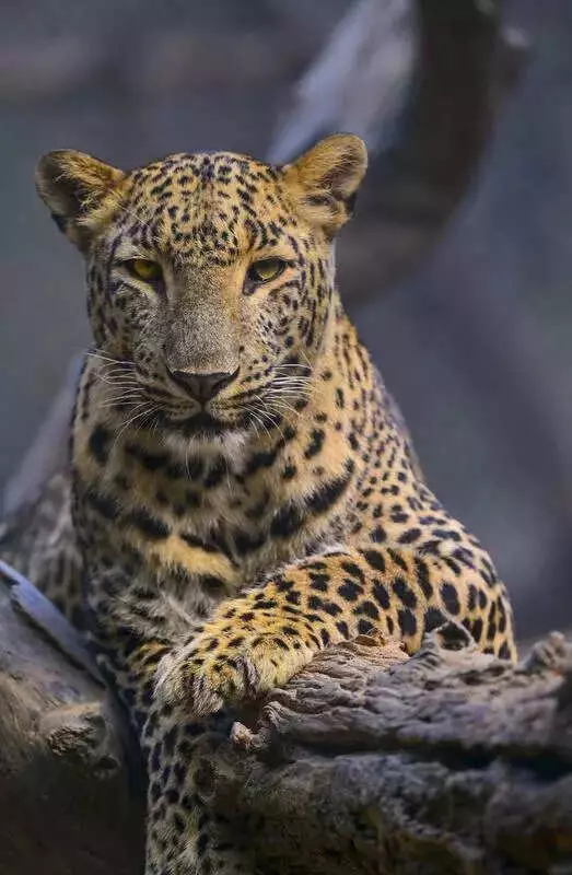Nagpur Forest Dept Plans Volunteer QRTs to Tackle Urban Leopard Encounters