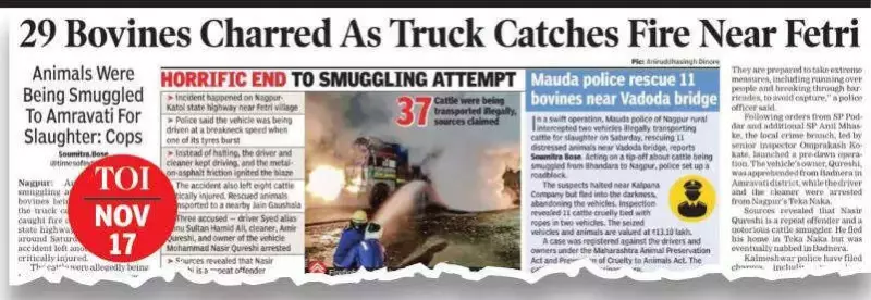 Nagpur Police Slaps MCOCA on 12-Member Cattle Smuggling Gang, First in Maharashtra