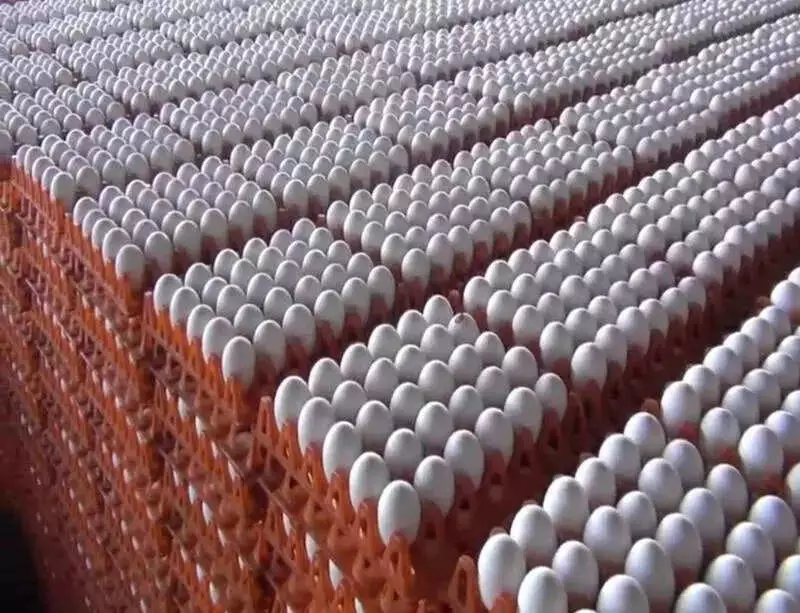 Namakkal Egg Price Soars to Rs 6.40 at Farm Gate, Poultry Farmers Rejoice