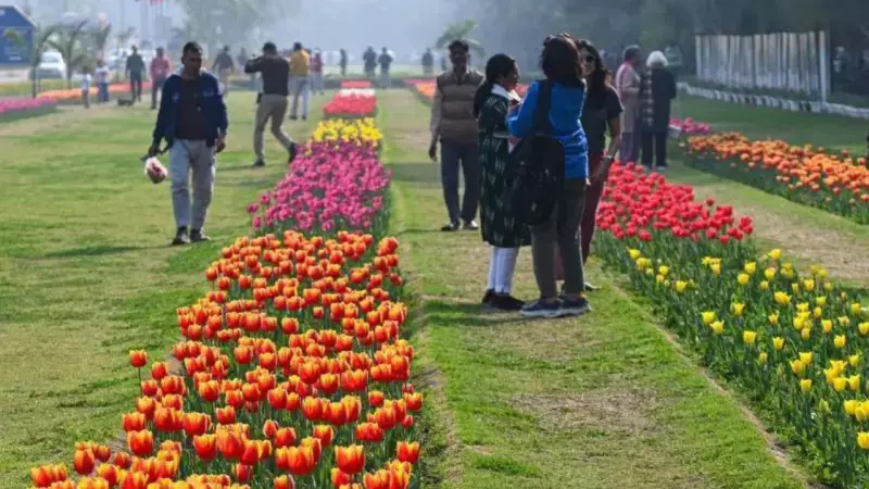 NDMC's Massive Tulip Drive: Over 2.6 Lakh Bulbs to Beautify Lutyens Delhi from Dec 27