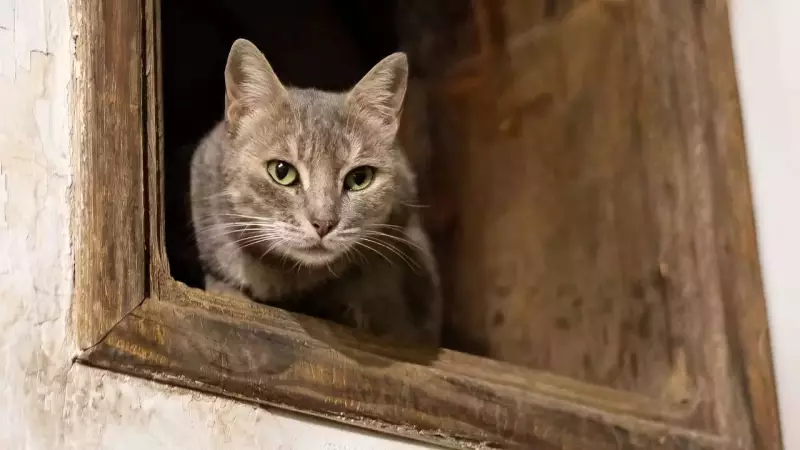 New DNA Study Rewrites History: Cats Arrived in Europe 2000 Years Ago