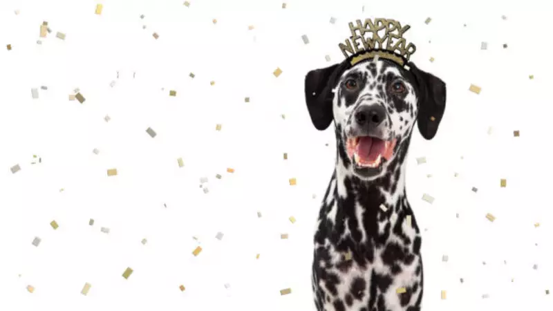 New Year's Eve with Pets: 7 Tips for a Calm Celebration Without Fireworks Fear