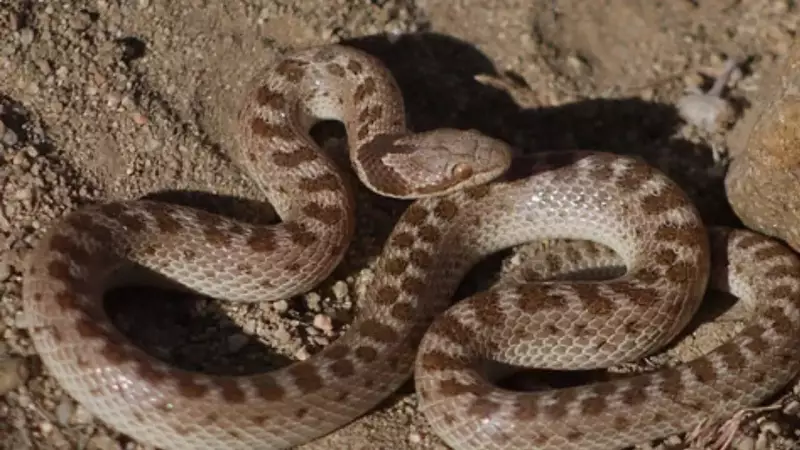 Night Snake: The Secretive Nocturnal Hunter of North America
