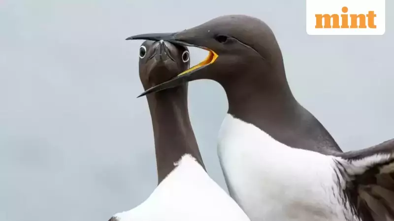 Nikon Comedy Wildlife Awards 2025 Winners Announced: Record 10,000 Entries