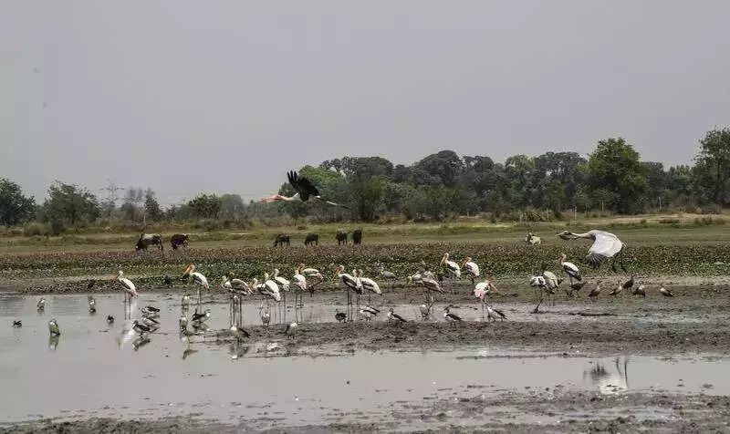 Noida's Dhanauri Wetland to Become Biodiversity Park, Ramsar Tag Shelved