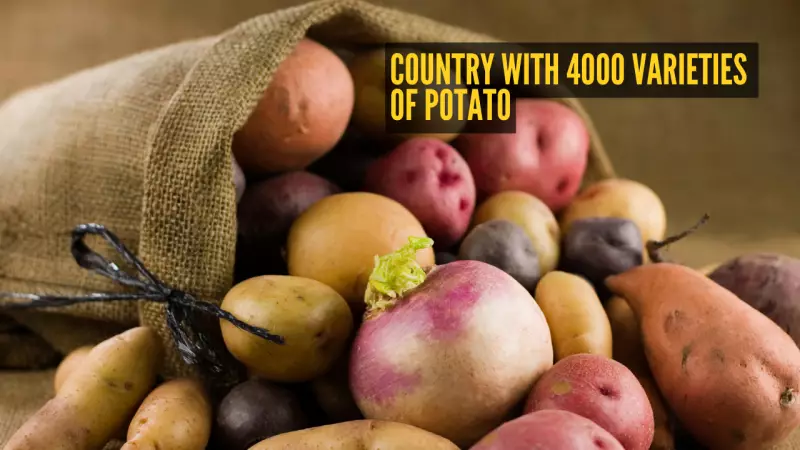 Not India! This Country Boasts 4000 Unique Potato Varieties