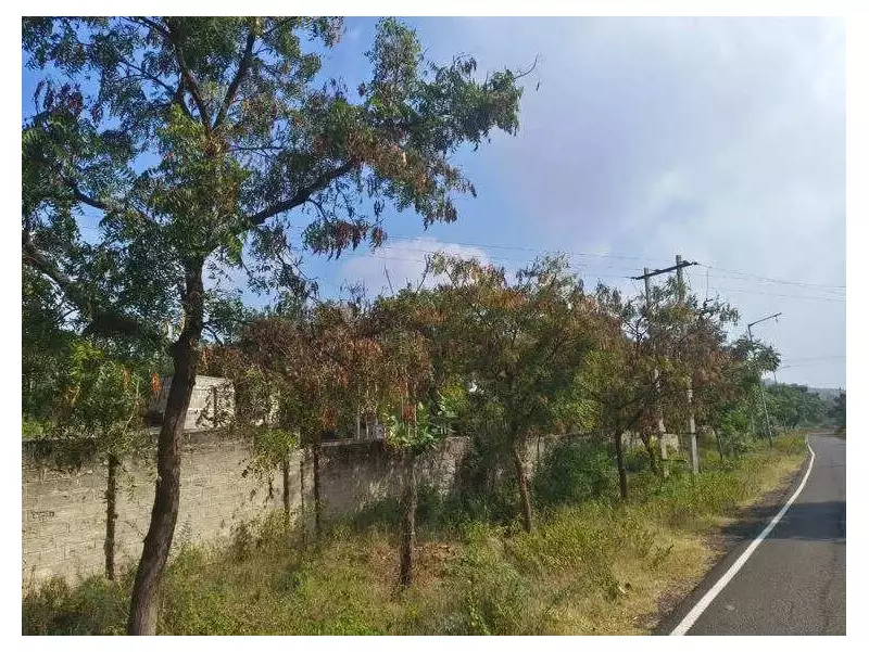 Over 100 Iconic Almatti Neem Trees Drying Up, Threatening Local Economy