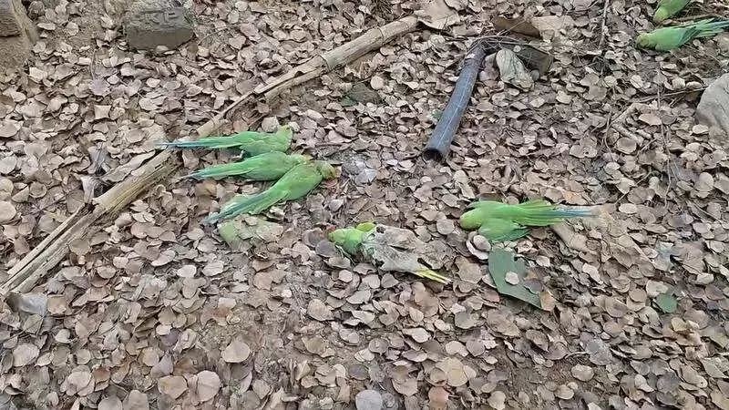 Over 200 Birds Found Dead in Khargone Forest, Food Poisoning Suspected