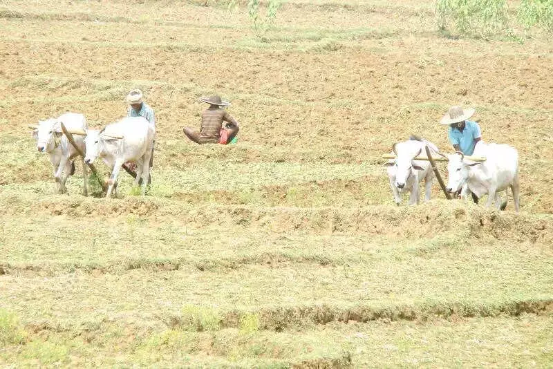 Over 8.85 Lakh Odisha Farmers Enrolled in PMFBY, Rs 2580 Cr Disbursed