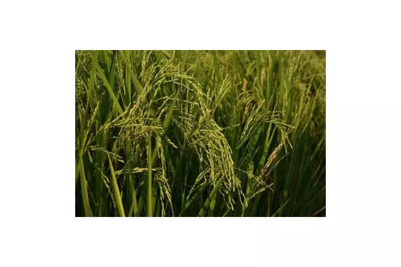 Over Rs 116 Crore PMFBY Crop Insurance Claims Pending in Haryana for 3 Years