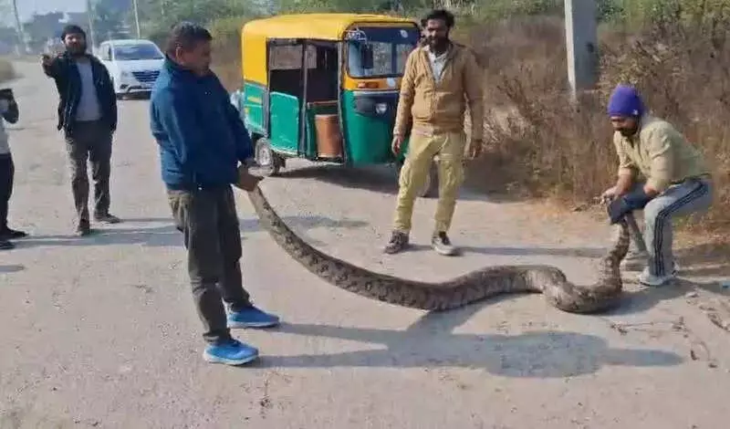 Panchkula Panic: 12-Foot Python Rescued After 2-Day Hunt, Second Snake Found