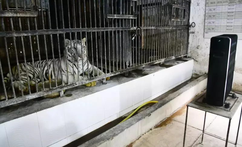 Patna Zoo's Winter Care: Mustard Oil Massages, Chyawanprash & Heaters for Animals