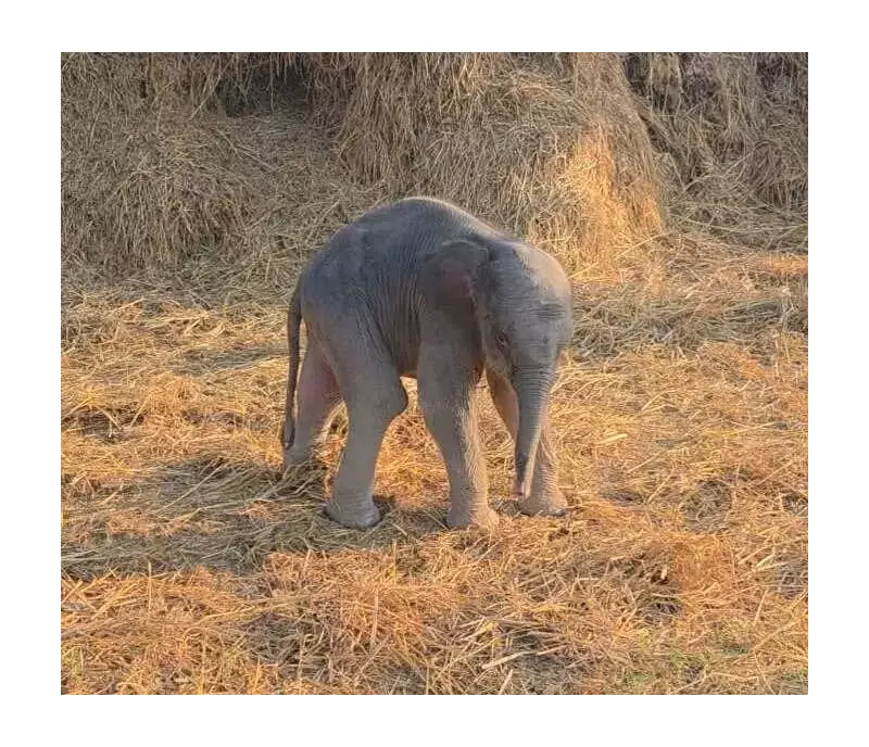 Pilibhit Tiger Reserve Adopts 15-Day-Old Elephant Calf Abandoned by Mother