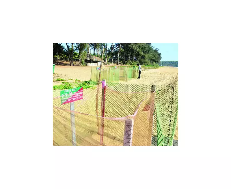 Police Halt Firecracker Chaos at Goa's Olive Ridley Nesting Site in Vagator