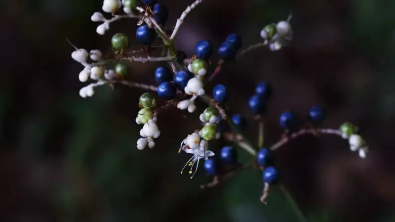 Pollia Condensata: The African Berry That Defies Nature With Metallic Blue Hue