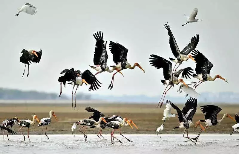 Pulicat Bird Sanctuary Gets Draft ESZ Map, Balancing Ecology & Livelihoods