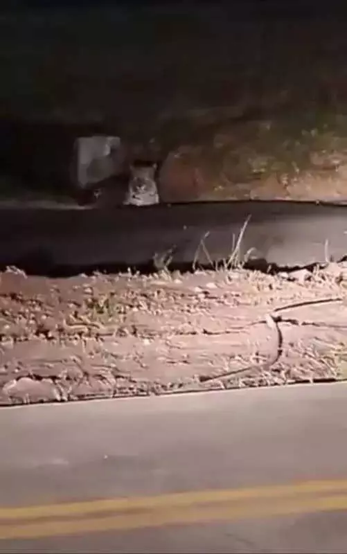 Pune Airport Leopard Spotted Again Amid IndiGo Flight Reductions