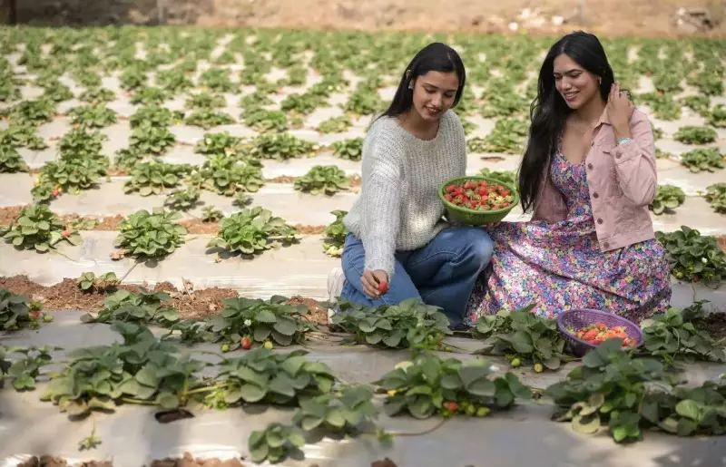 Pune's Strawberry Picking Boom: Gen Z Drives U-Pick Farm Trend