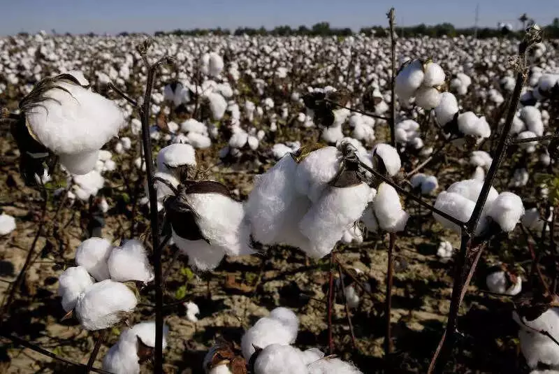Punjab Cotton Crisis: 61% Sold Below MSP, Prices Plummet to Rs 3,000/quintal