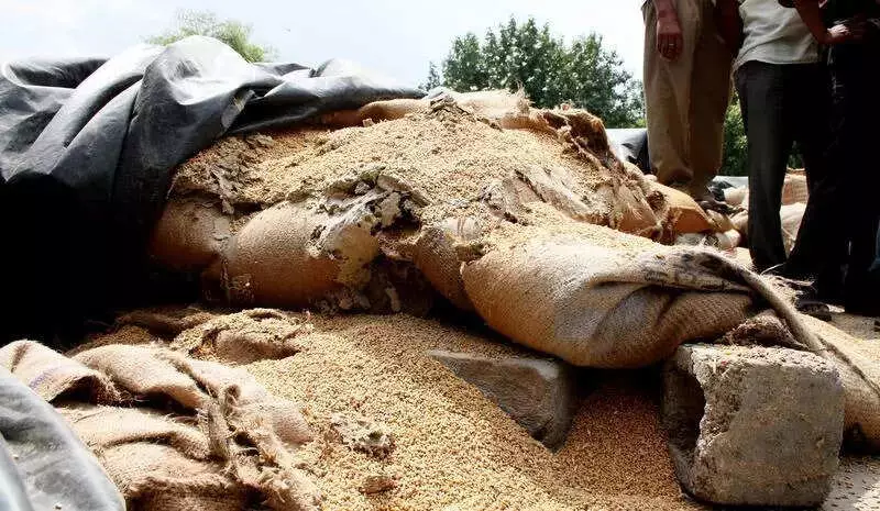Punjab Tops India's Foodgrain Loss Chart: 7,746 MT Spoiled in FCI Stocks in 2023-24