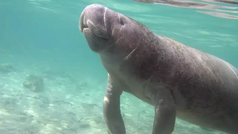 Qatar's Ancient Sea Cow Fossils Reveal Secrets of Dugong Evolution