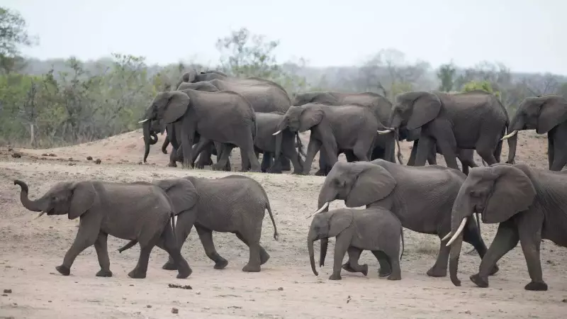 Rampaging Elephants Kill 6 in 72 Hours in Jharkhand's Ramgarh