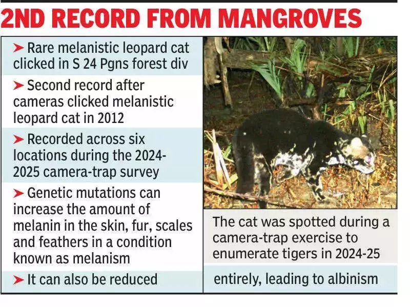 Rare Black Leopard Cat Spotted in Sundarbans After 12 Years