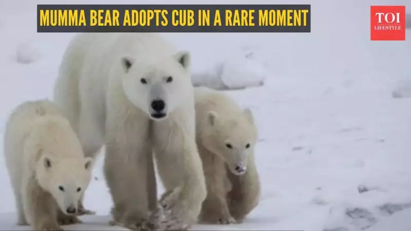 Rare Polar Bear Cub Adoption in Canada: A Hopeful Sign Amid Climate Crisis