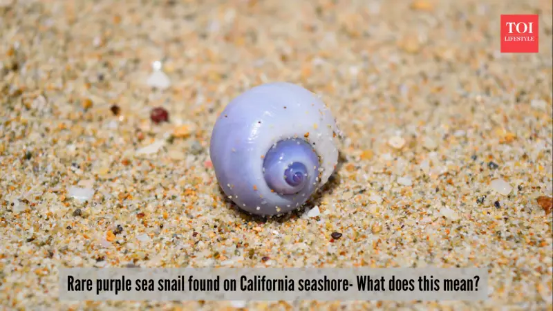 Rare Purple Sea Snail Washes Up on California Beach: A Climate Signal?