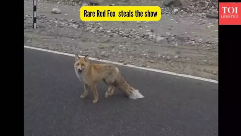 Rare Red Fox Stuns Tourists at Ladakh's Pangong Lake in Viral Encounter