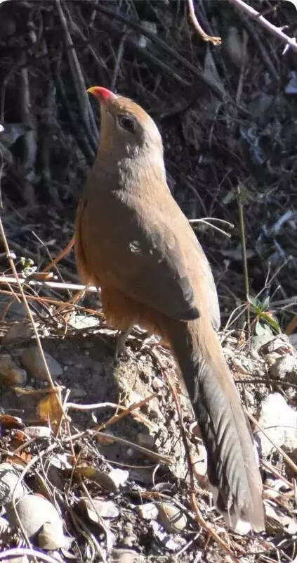 Rare Sirkeer Malkoha Bird Spotted for First Time in Uttarkashi