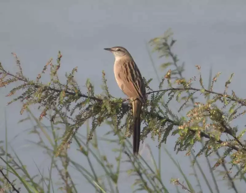 Rare Striated Grassbird Spotted in Maharashtra, Marking Major Range Extension