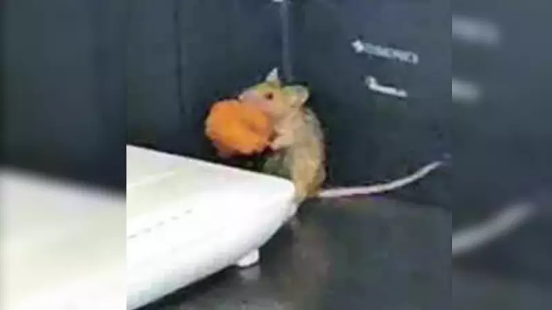 Rats in MP Hospital SNCU: New Video Sparks Outrage After Jabalpur Scandal