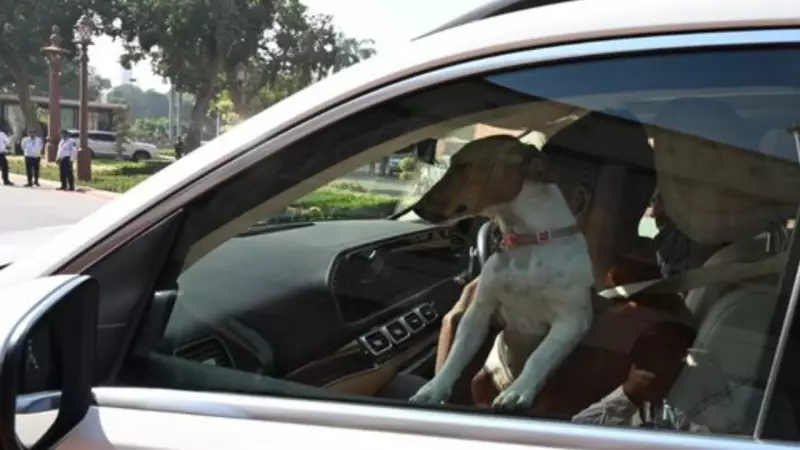 Renuka Chowdhury's Parliament Dog Row: 'Real Dogs Sit in House' Jab Sparks Debate