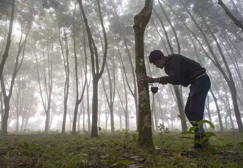 RRII's 18-Month Breakthrough: Eco-Friendly Paint from Natural Rubber Launches Dec 23